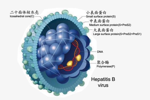 乙肝病毒DNA檢測
