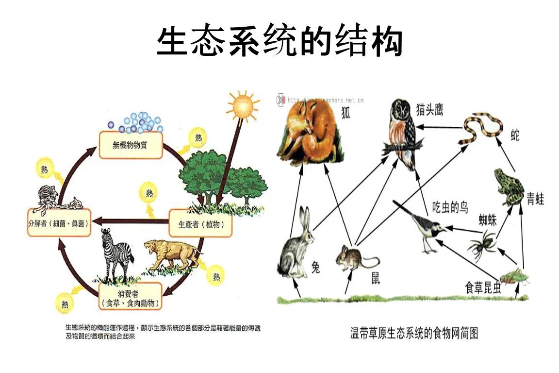 生态系统结构