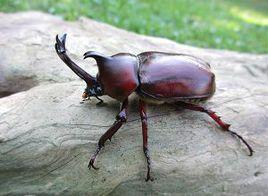犄角甲蟲