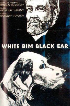 白比姆黑耳朵